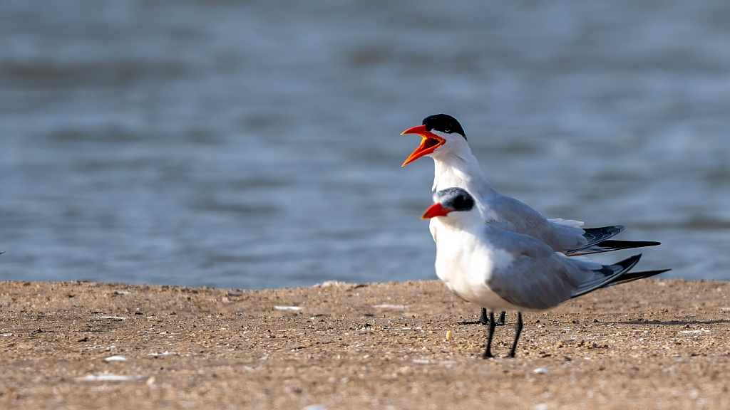 Caspian Tern
